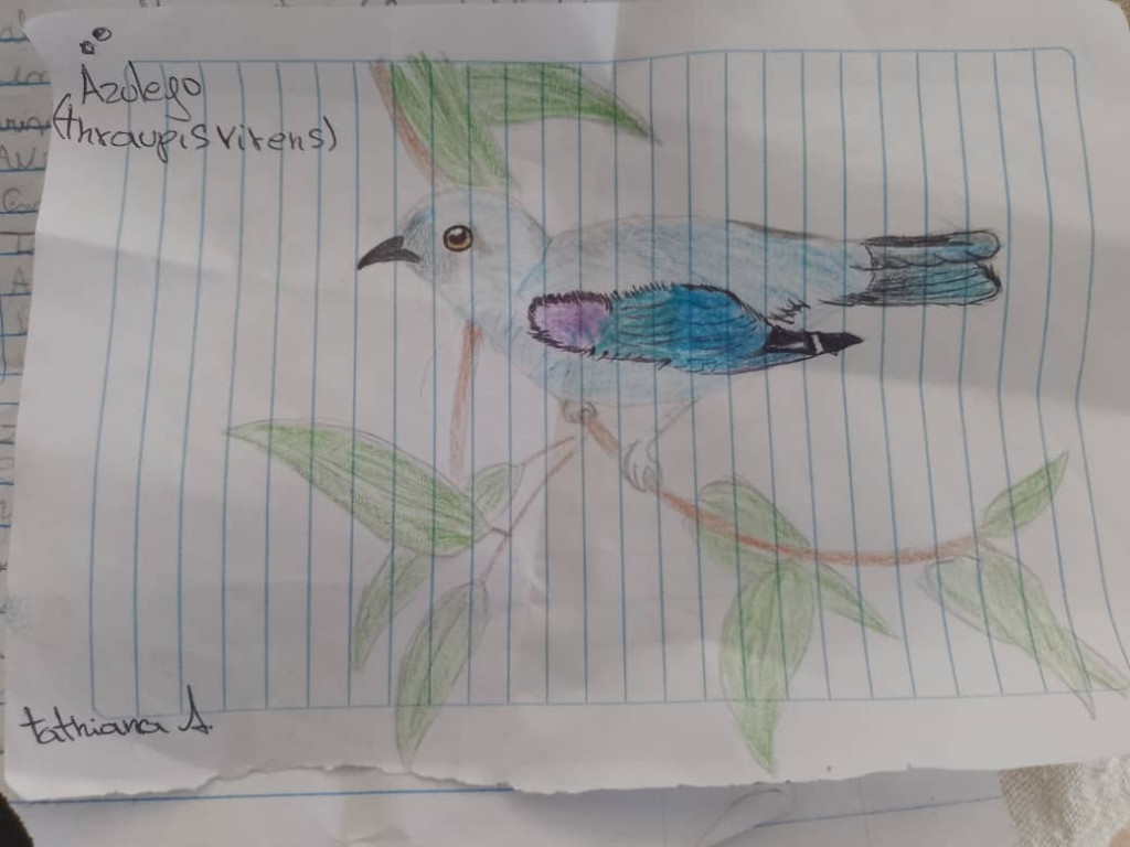 Aves