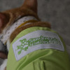 Intervenciones Asistidas con Animales (IAA).