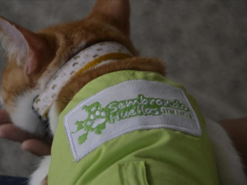 Intervenciones Asistidas con Animales (IAA).