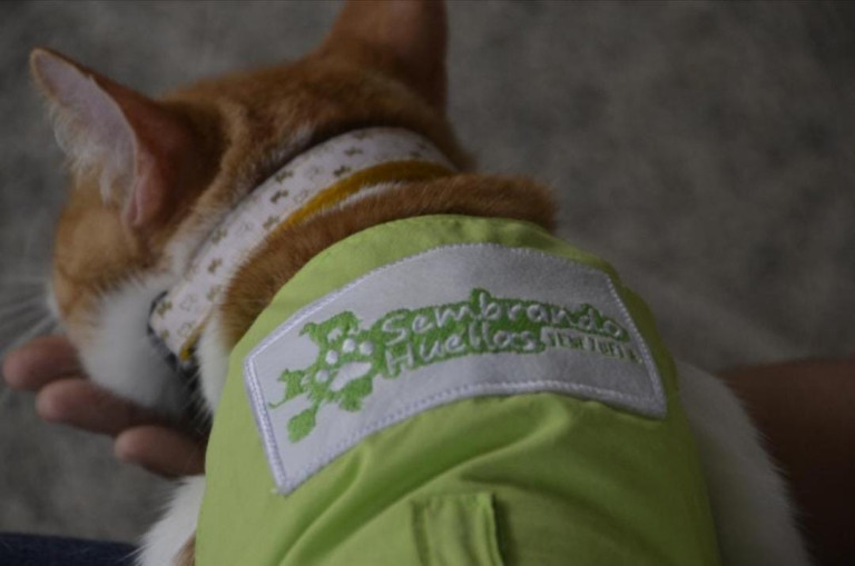 Intervenciones Asistidas con Animales (IAA).