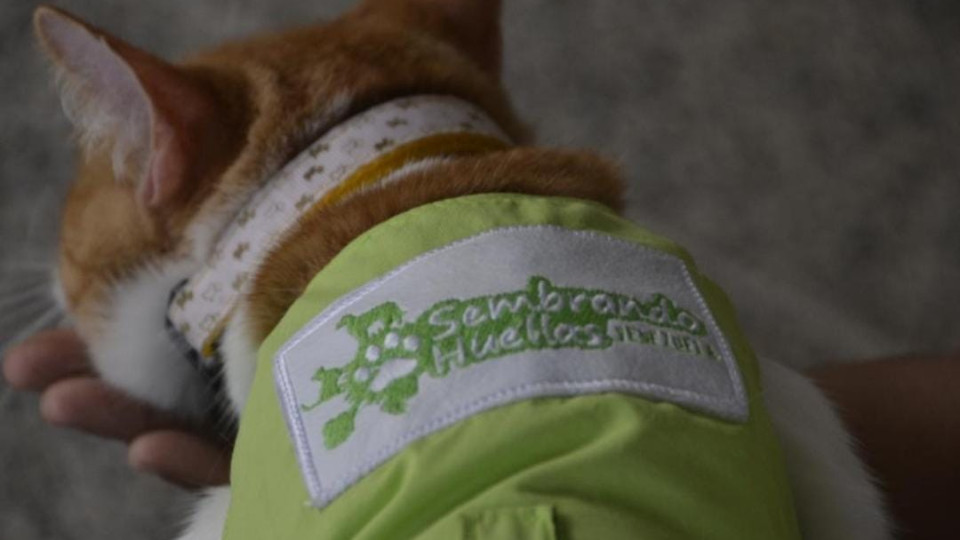 Intervenciones Asistidas con Animales (IAA).