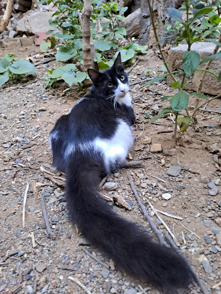 Bienestar animal y resiliencia: La labor transformadora de Sembrando Huellas en Barquisimeto